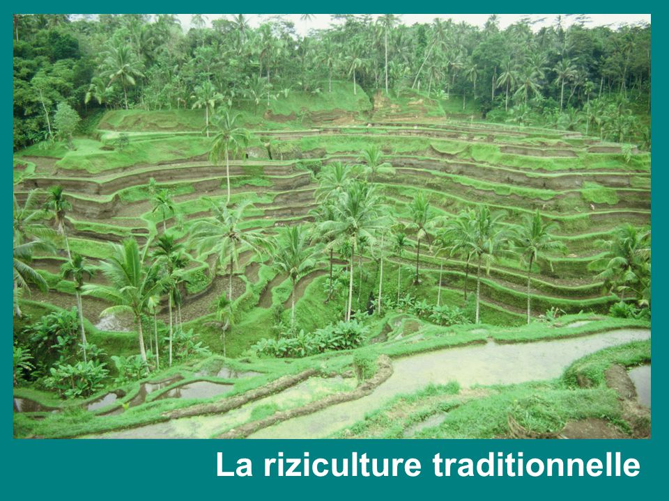 riziculture